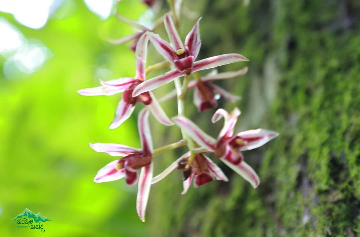 Cymbidium aloifolium (L.) Sw.